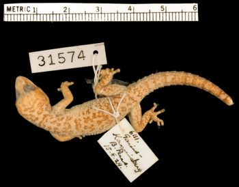 Media type: image;   Herpetology R-31574